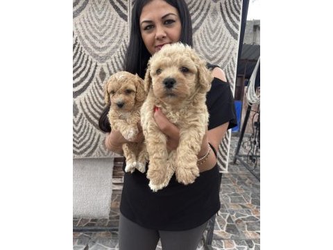 Safkan apricot toy poodle yavrularım