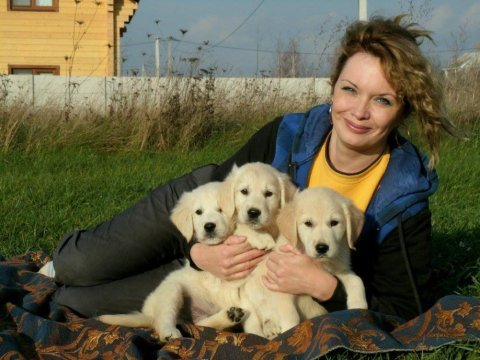 Golden retriever kapıda ödeme hizmetimiz vardır