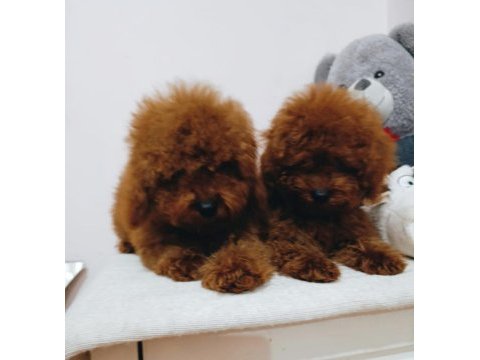 Yıl başı kurabiyeleri poodle köpekler