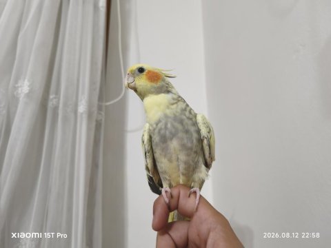 5 aylık sultan papağanı sahibinden