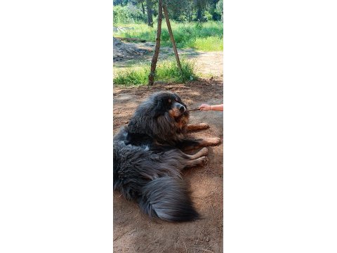 Dünyanın en değerli köpeği tibet mastifi