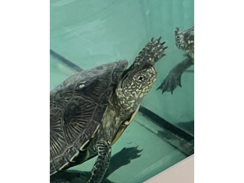 Ücretsiz kaplumbağamızı sahiplendirme
