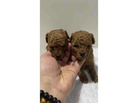 Teacup kore kan 1 aylık poodle yavrular