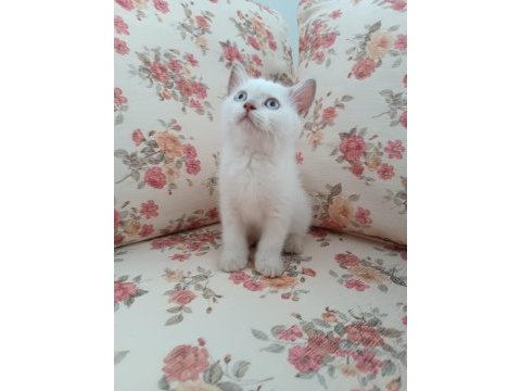British blue point pamuk kızımız