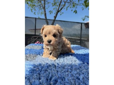 Maltipoo yavruları
