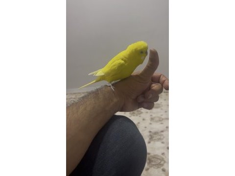 Çok alışkın konuşan elden omuzdan inmez muhabbet kuşumuz