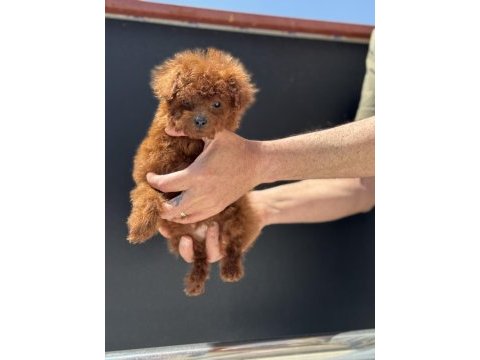 Petmode köpek çiftliğinde ziyarete açık toy poodle