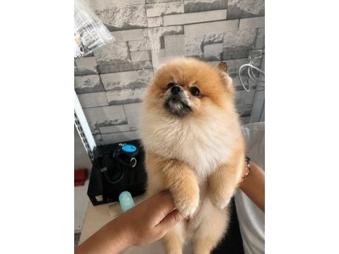 3 aylık pomeranian yavrumuz yuvasını arıyor