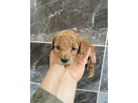 Orjinal minyatür toy poodle yavrular 
