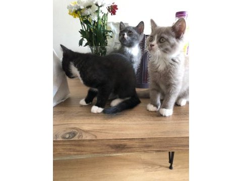 İran ve british shorthair kurması güzeller güzeli yavru
