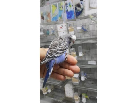 Renk renk bebekler alışma garantili muhabbet kuşlar