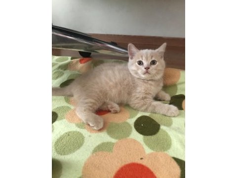 2 aylık british shorthair yavrum tarçına yuva arıyoruz