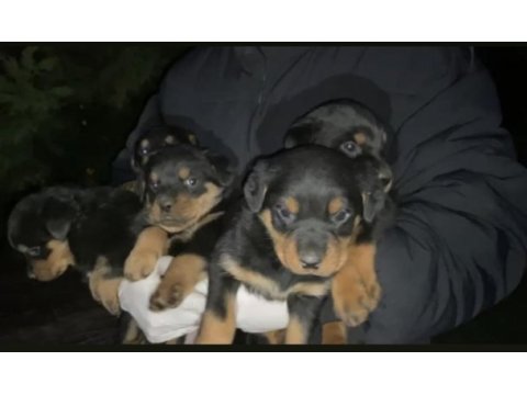 53 günlük koca kafa rottweiler yavrular son 3 dişi