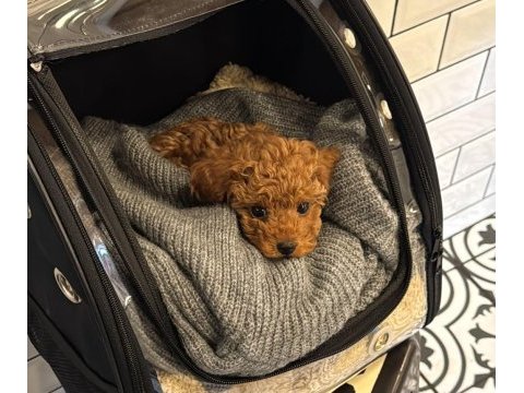 Teacup toy poodle