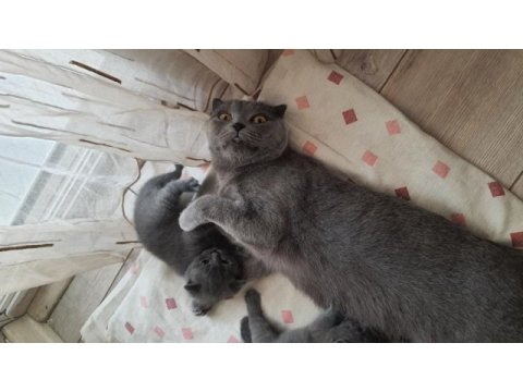 Scottish fold british shorthair yavrular