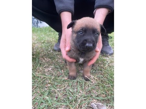 Yavru belçika malinois