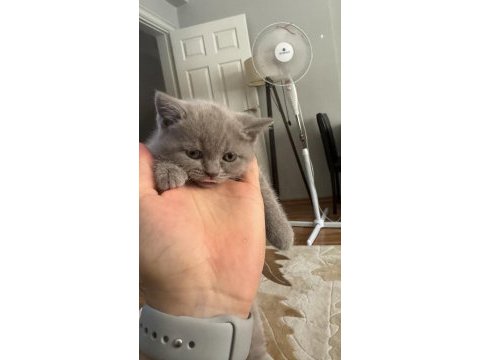 45 günlük british shorthair