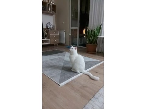 Van kedisi sahibinden kedimiz