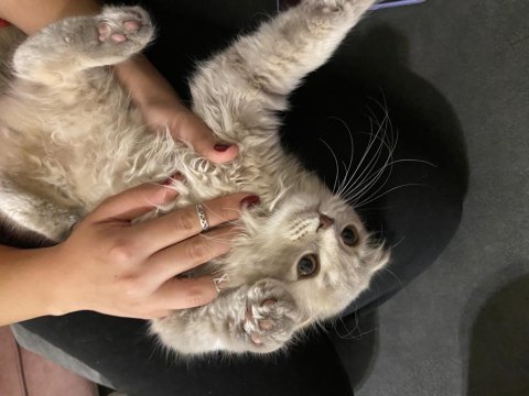 Scottish fold