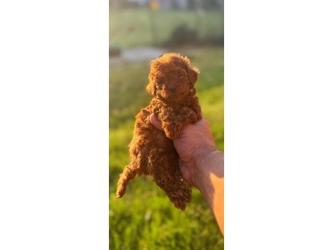 Toy poodle kore teacup hepsi mevcuttur