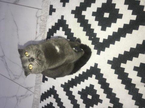 Ücretsiz sahiplendirme scottish fold kedimiz