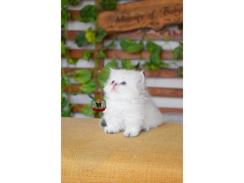 Munchkin cüce kedimiz erkek point