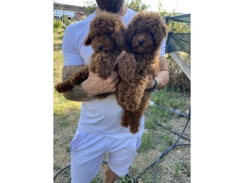 Kore dark brown toy poddle bebekler