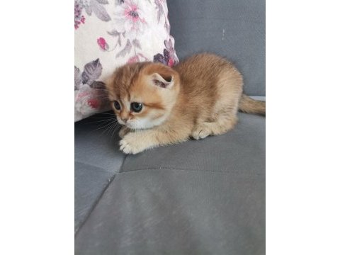 Scottish fold golden dişi