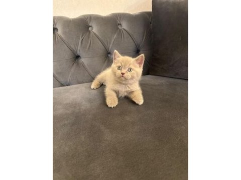 British shorthair yavrularımız @petclubadanaa