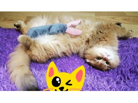 British longhair ve scottish fold longhair