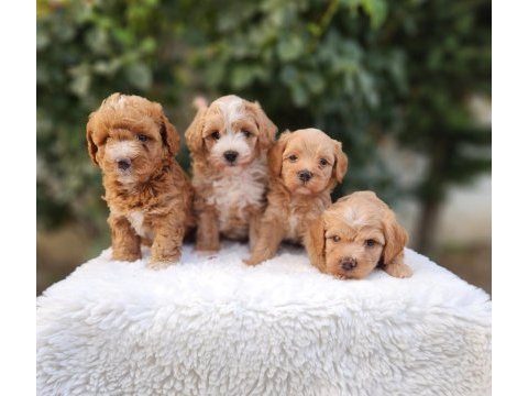 Aşılı pasaportlu mikroçipli maltipoo  yavrularımız 