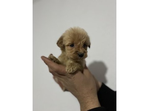 Poodle ayarında maltipoo