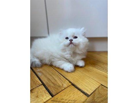 British longhair bebeklerimiz