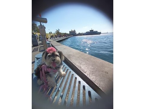 Morkie 2 yaşındaki kızımıza eş arıyorum