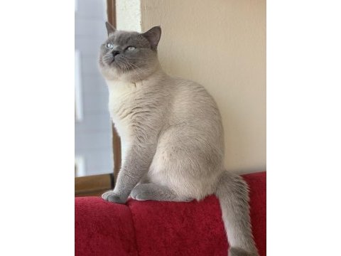 2 yaş tecrübeli british shorthair oğlumuza eş