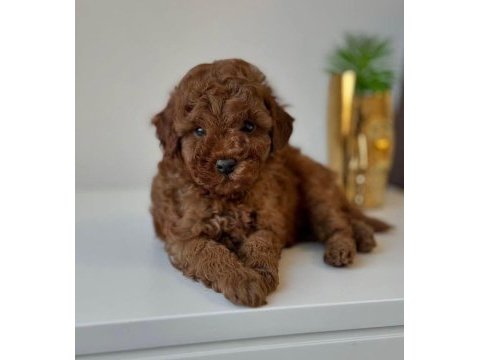 Toy poodle yavru köpekler