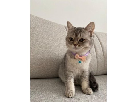 British shorthair kedimiz