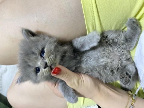 1 aylık 6 adet safkan british shorthair kediler