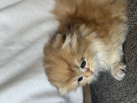 Baba safkan scottish fold golden ny11 yavrum