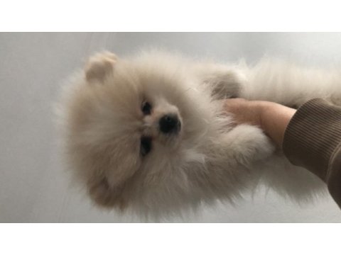 Pomeranian mükemmel dişi yavru