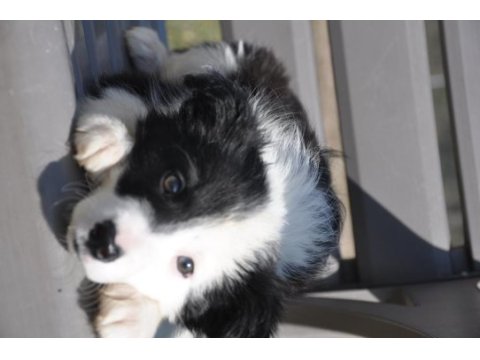 Siyah-beyaz border collie yavrular