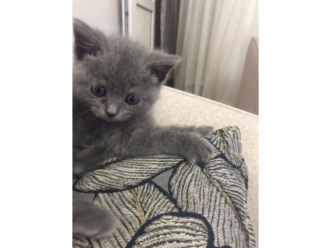 60 günlük bebek dişi british shorthair