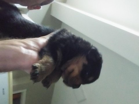 Yavru rottweiler koca kafa