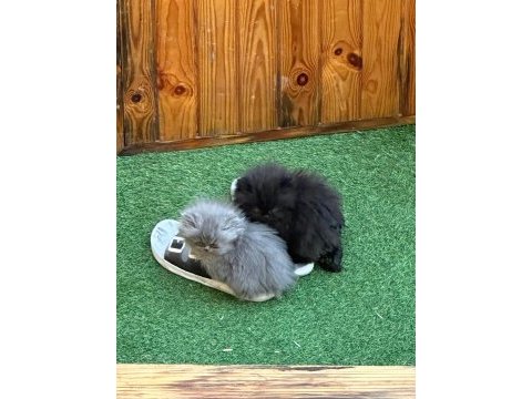 Exotic longhair yavrular 2 aylık