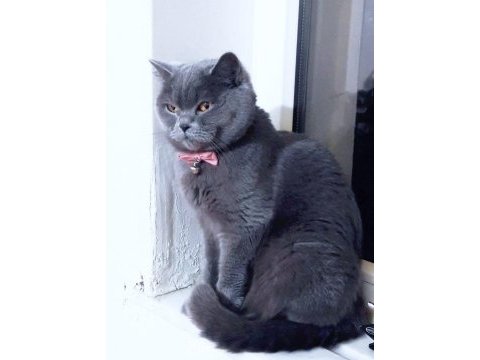 Uygun sahiplendirme 2,5 yaşında british shorthair