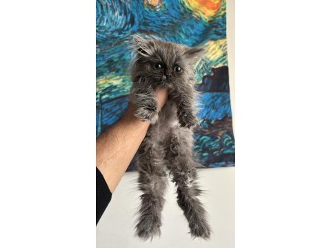 Safkan british longhair