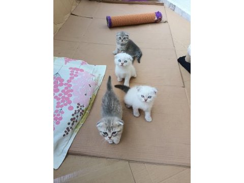 Neşe kaynağı oyuncu scottish fold yavru kedimiz
