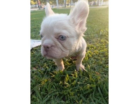 French bulldog yavruları