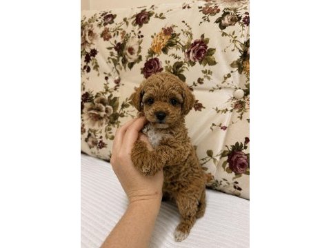 Red maltipoo dişi kilogram garantili