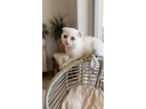 Güzeller güzeli scottish fold kızlarımıza yuva arıyoruz